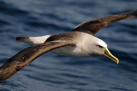 Albatros özellikleri
